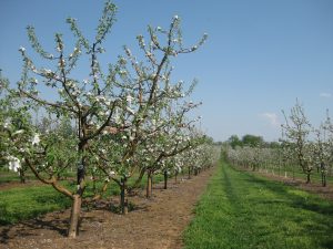 Evans Orchard, Georgetown, KY