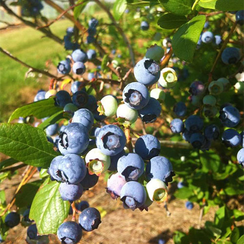 Blueberries